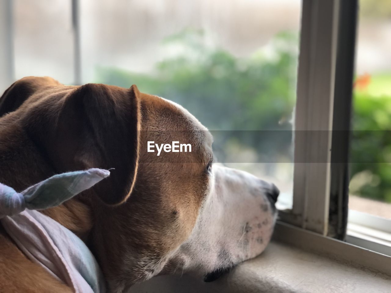 Close-up of dog looking through window