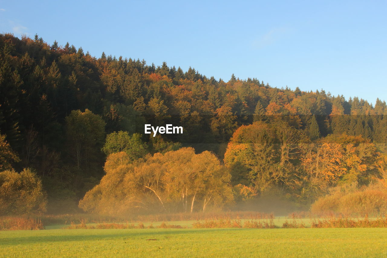 Trees on field against sky during autumn