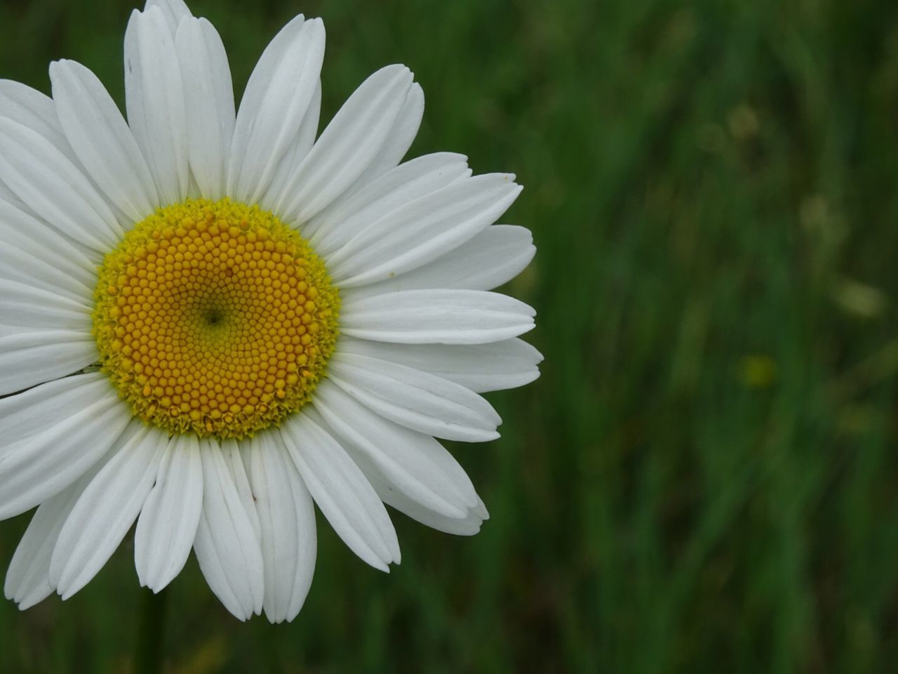 Macro shot of daisy flower