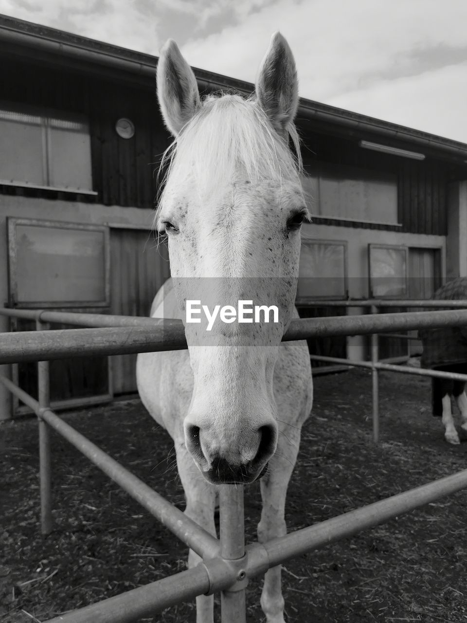 Portrait of horse in stable