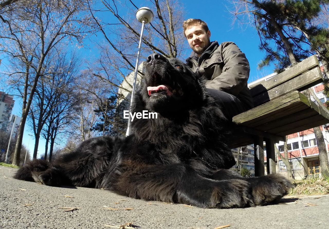 Low angle portrait of man sitting on bench by newfoundland dog on street