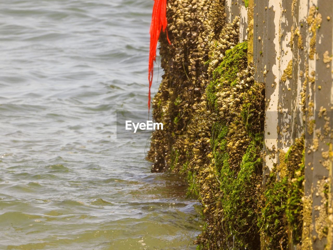 CLOSE-UP OF PLANTS GROWING AT BEACH