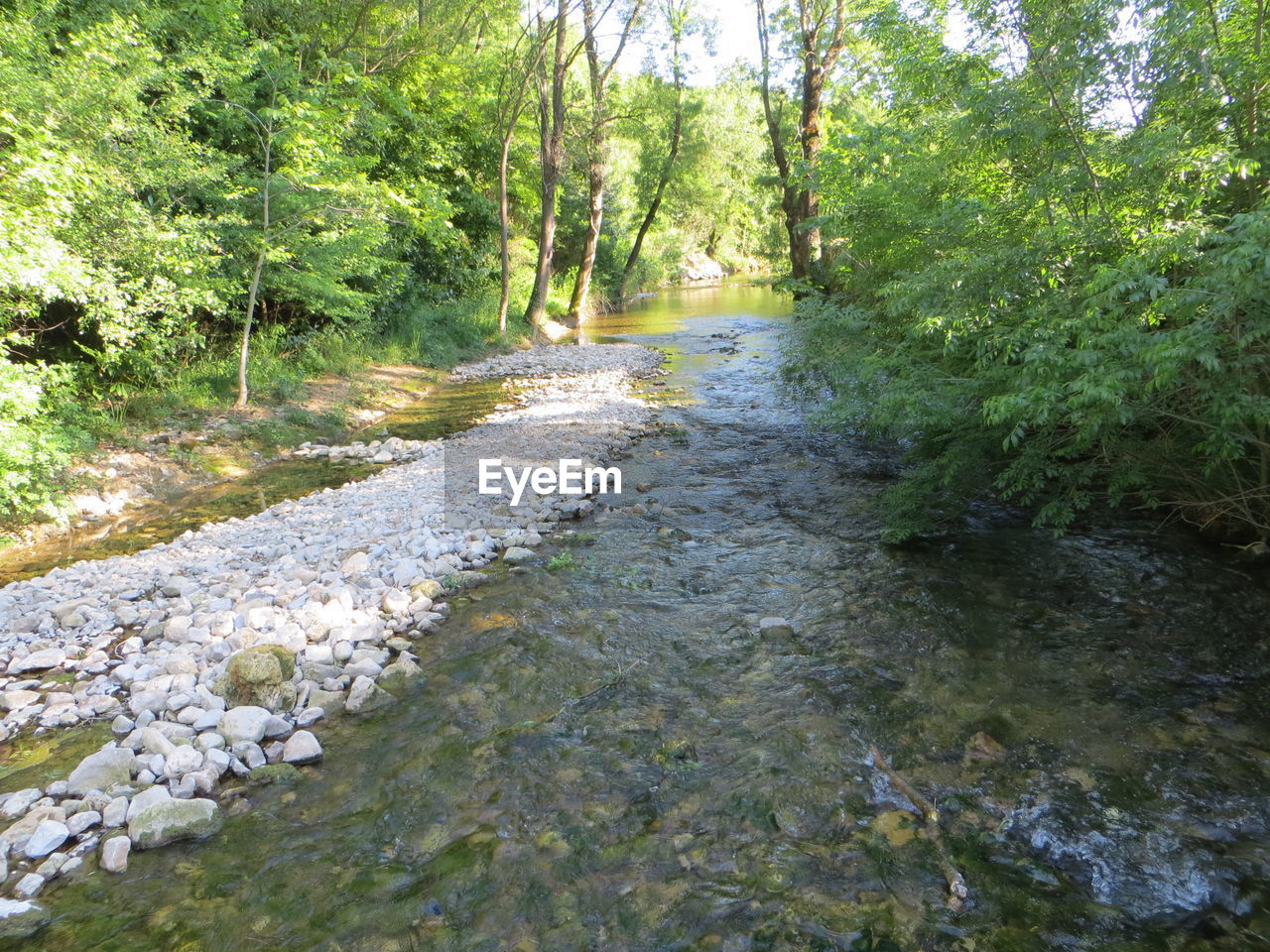 SCENIC VIEW OF RIVER FLOWING AMIDST TREES IN FOREST