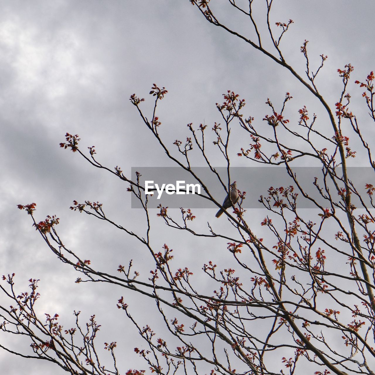 LOW ANGLE VIEW OF FLOWERING PLANT AGAINST CLOUDY SKY