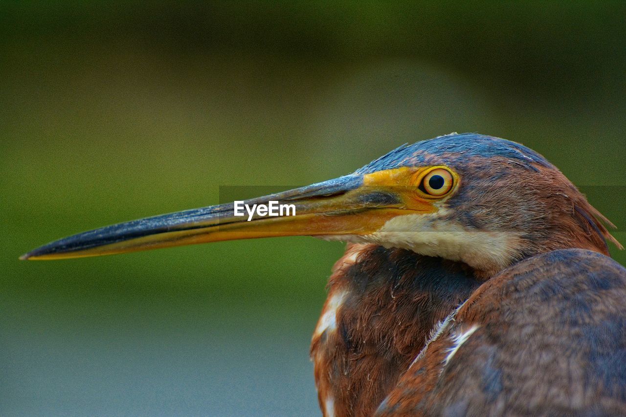 Great blue heron head shot