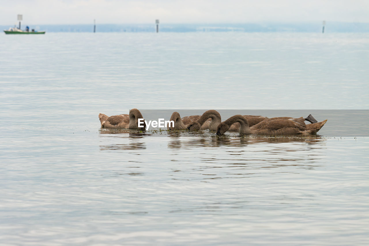 water, animal themes, animal, sea, wildlife, animal wildlife, group of animals, nature, ocean, coast, shore, mammal, no people, day, swimming, beauty in nature, outdoors, bird, sky, waterfront, water bird, travel destinations