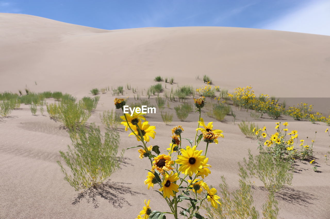 YELLOW FLOWERING PLANTS ON SAND DUNE AGAINST SKY