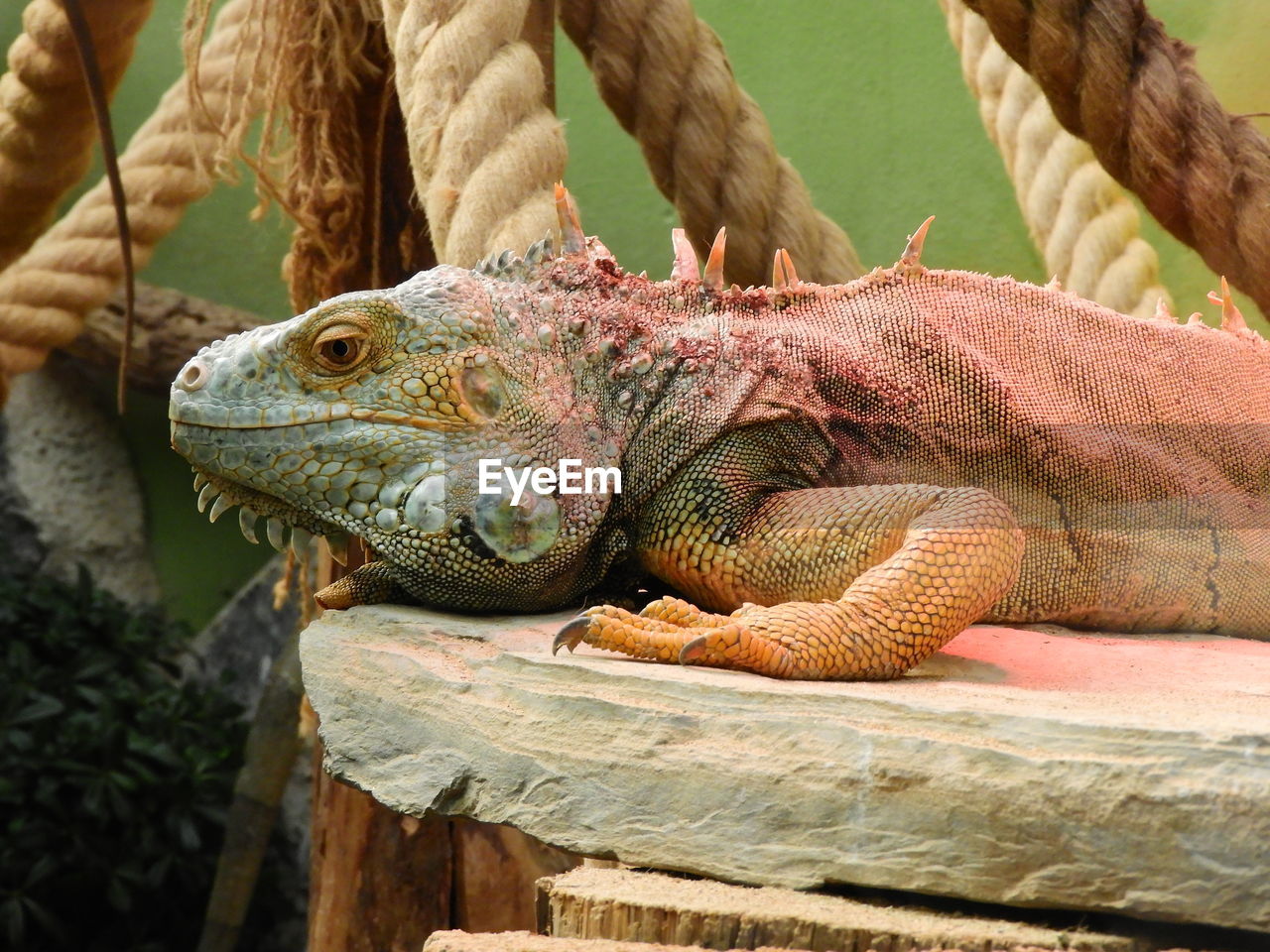 Close-up of iguana on wood