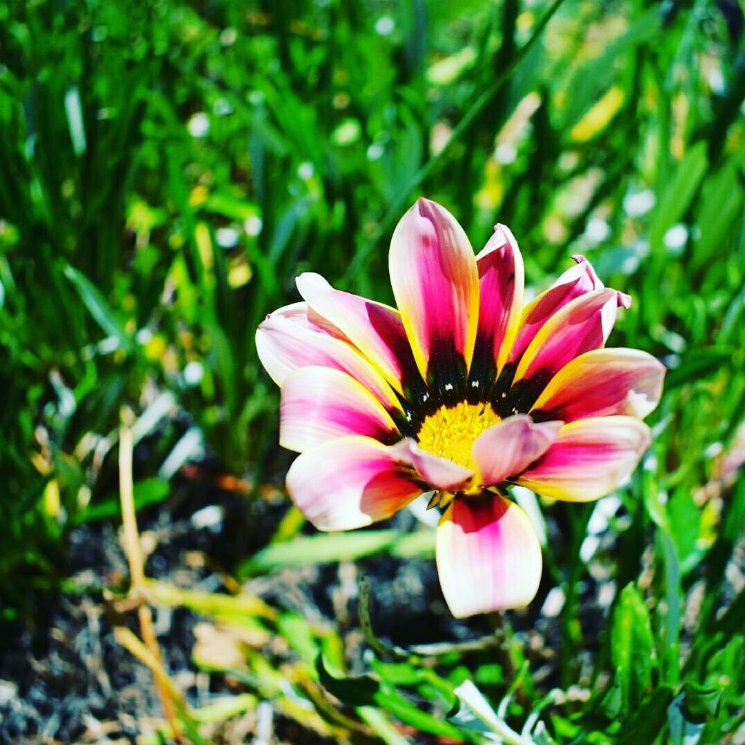 CLOSE-UP OF PINK COSMOS FLOWER BLOOMING OUTDOORS