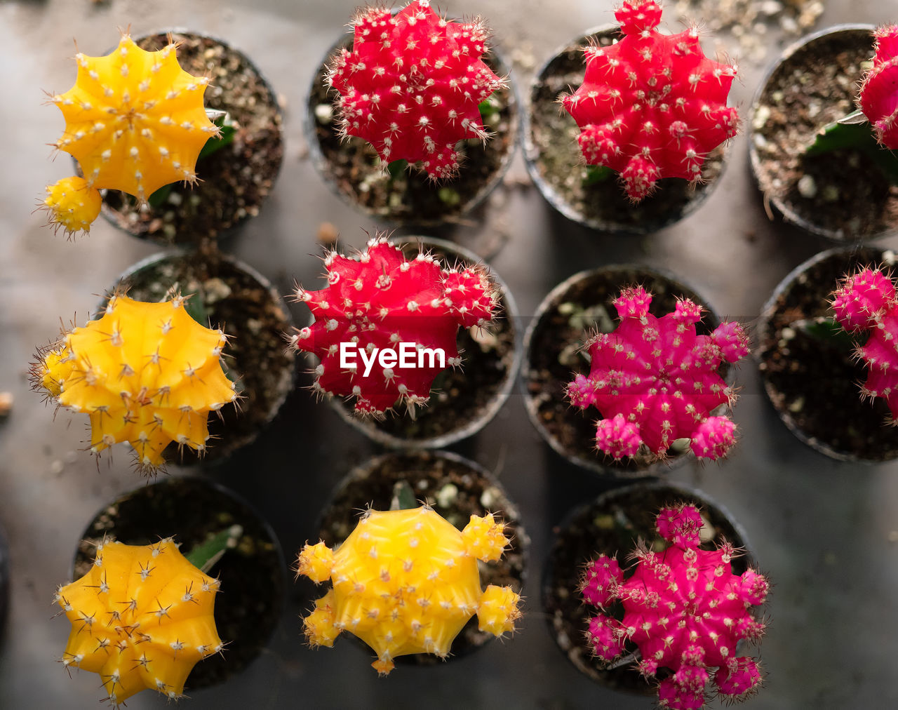 Close up colourful of cactus.