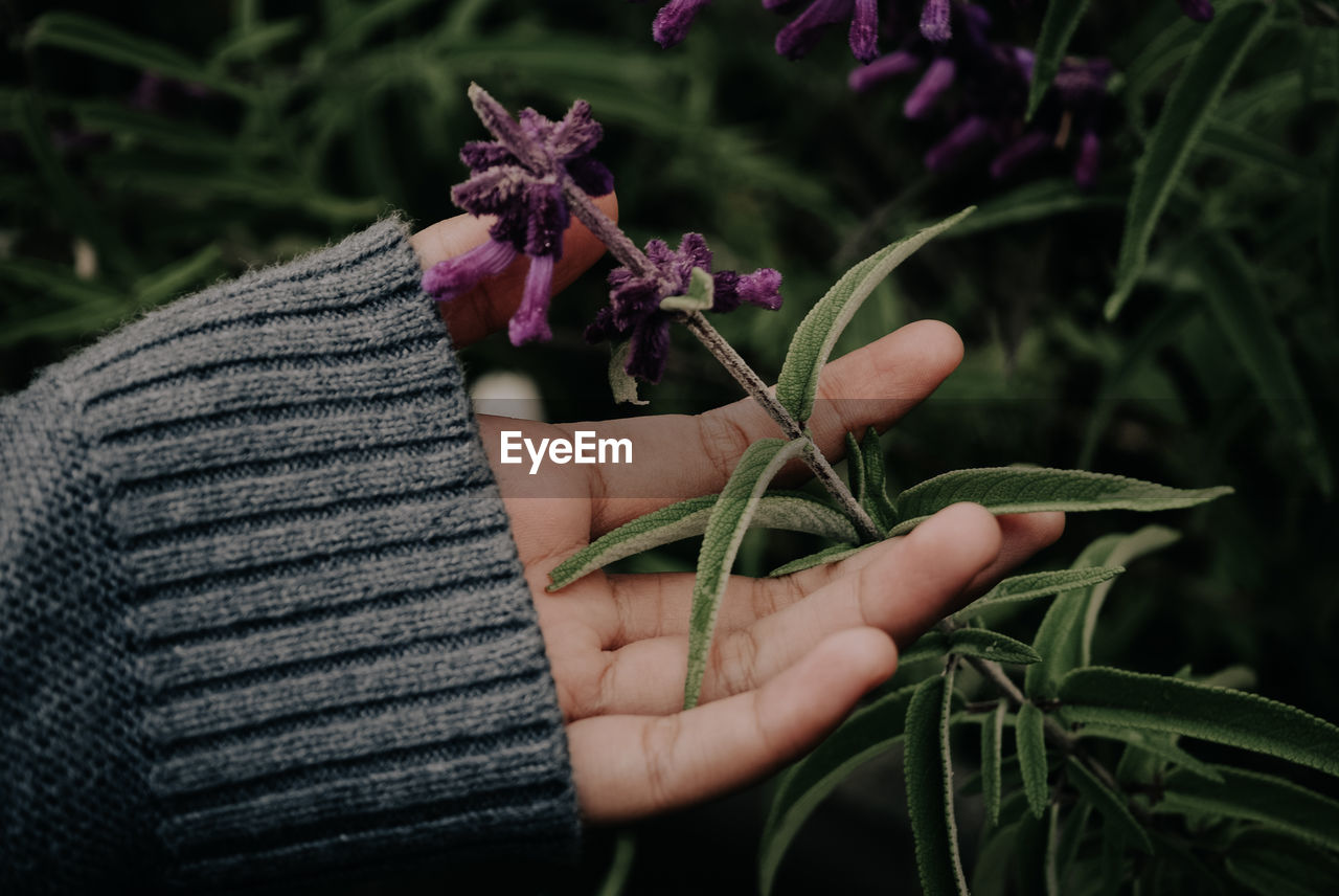 Close-up of hand holding purple flowering plant