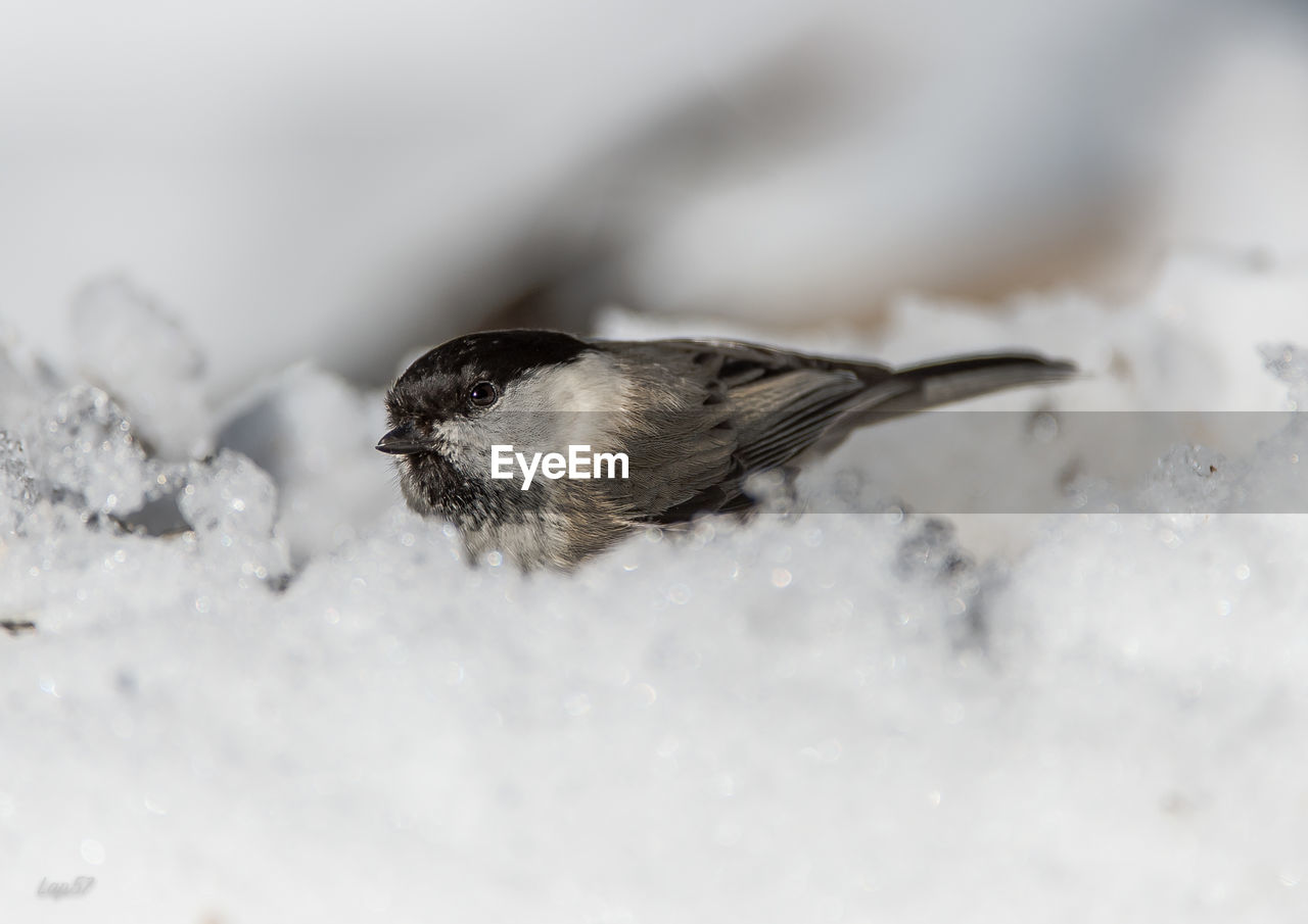 Close-up of a bird flying in snow