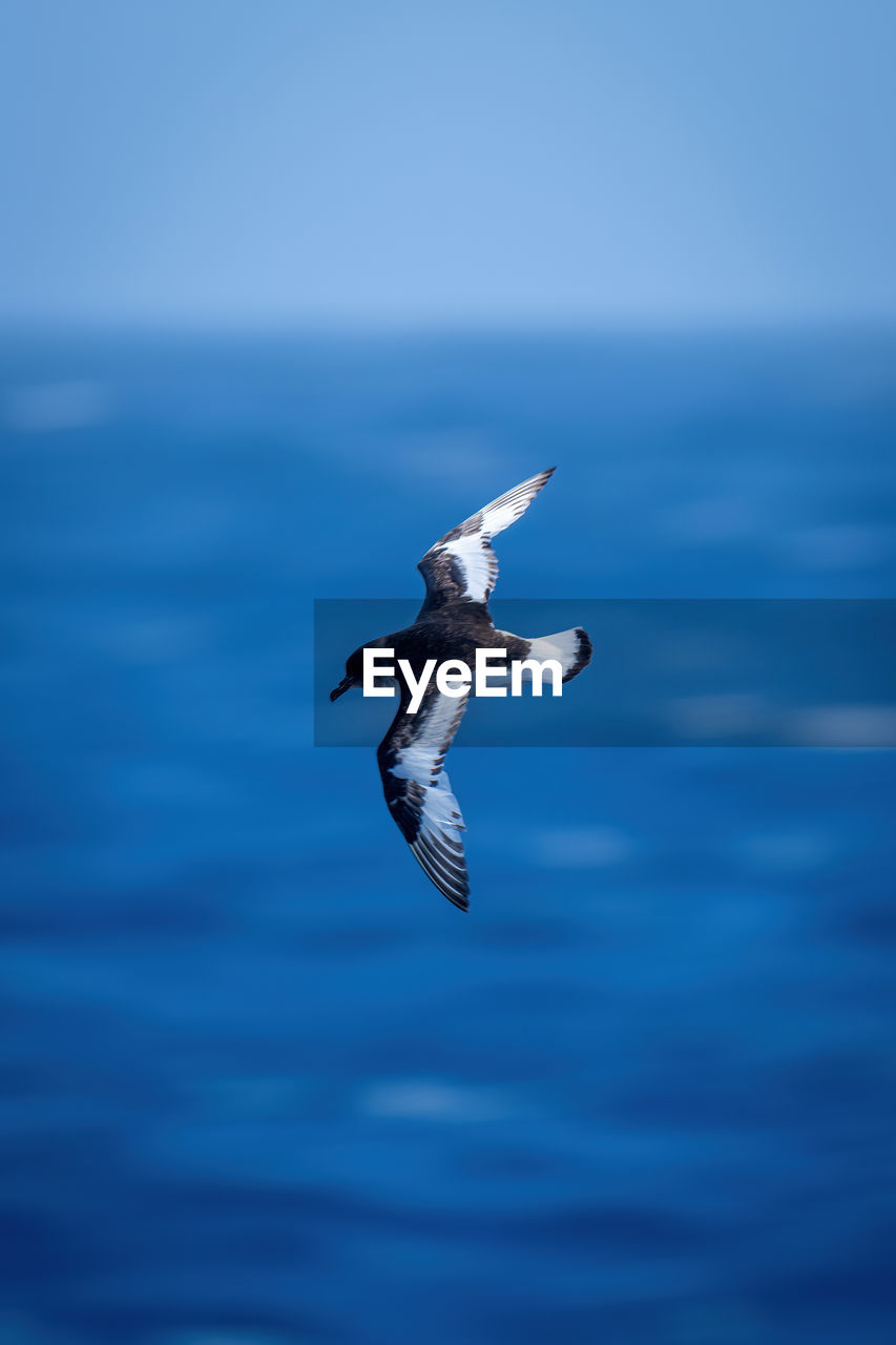 Antarctic petrel banking over ocean looking down