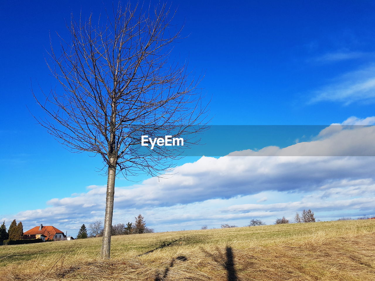 Bare tree on field against sky