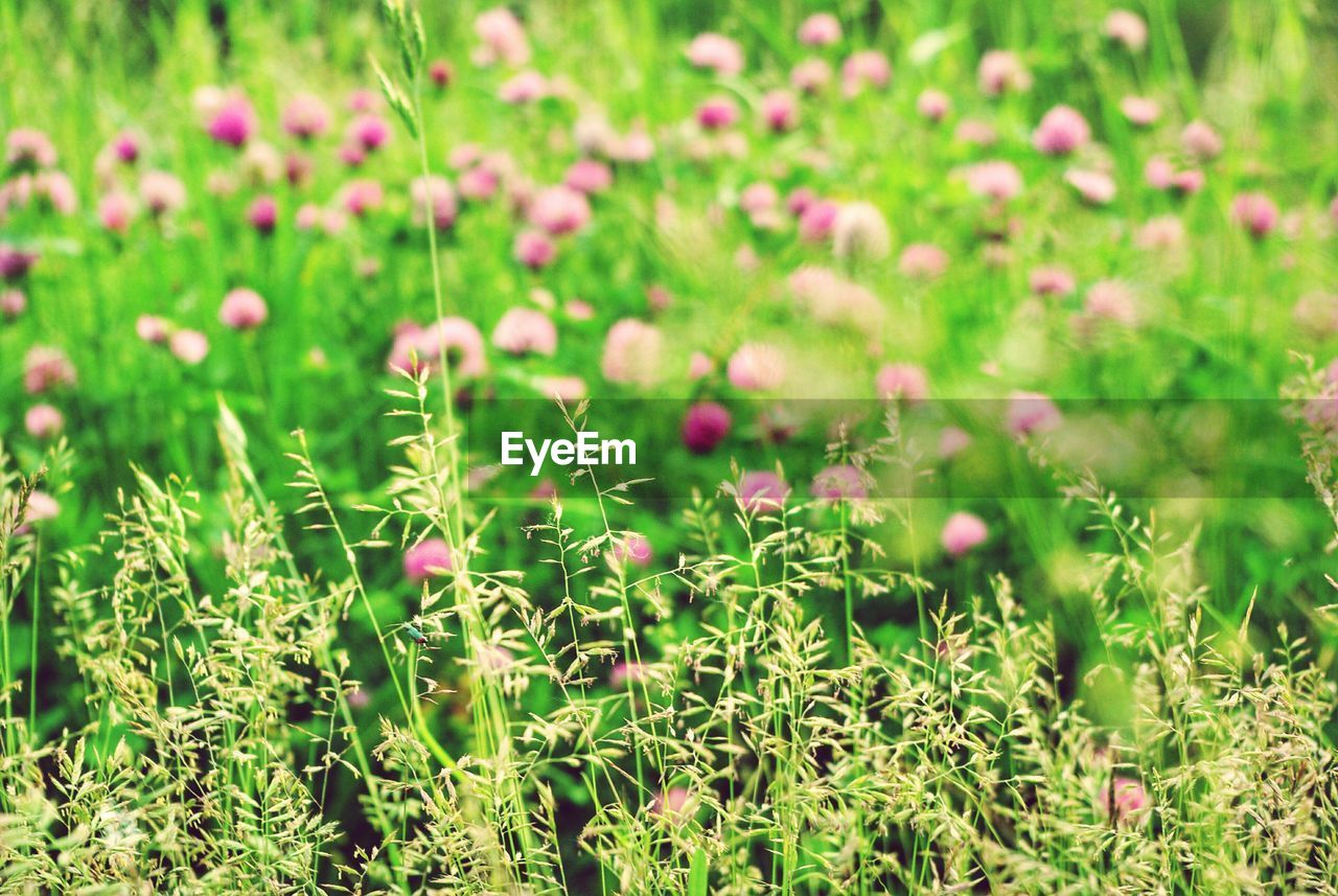 Plants growing on field