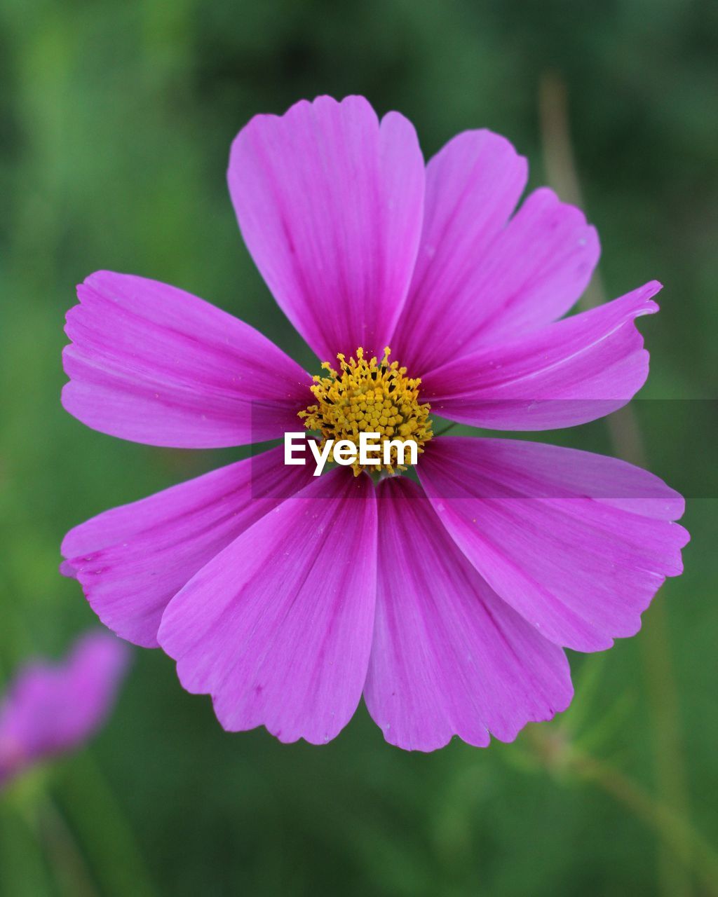 Close-up of pink cosmos flower