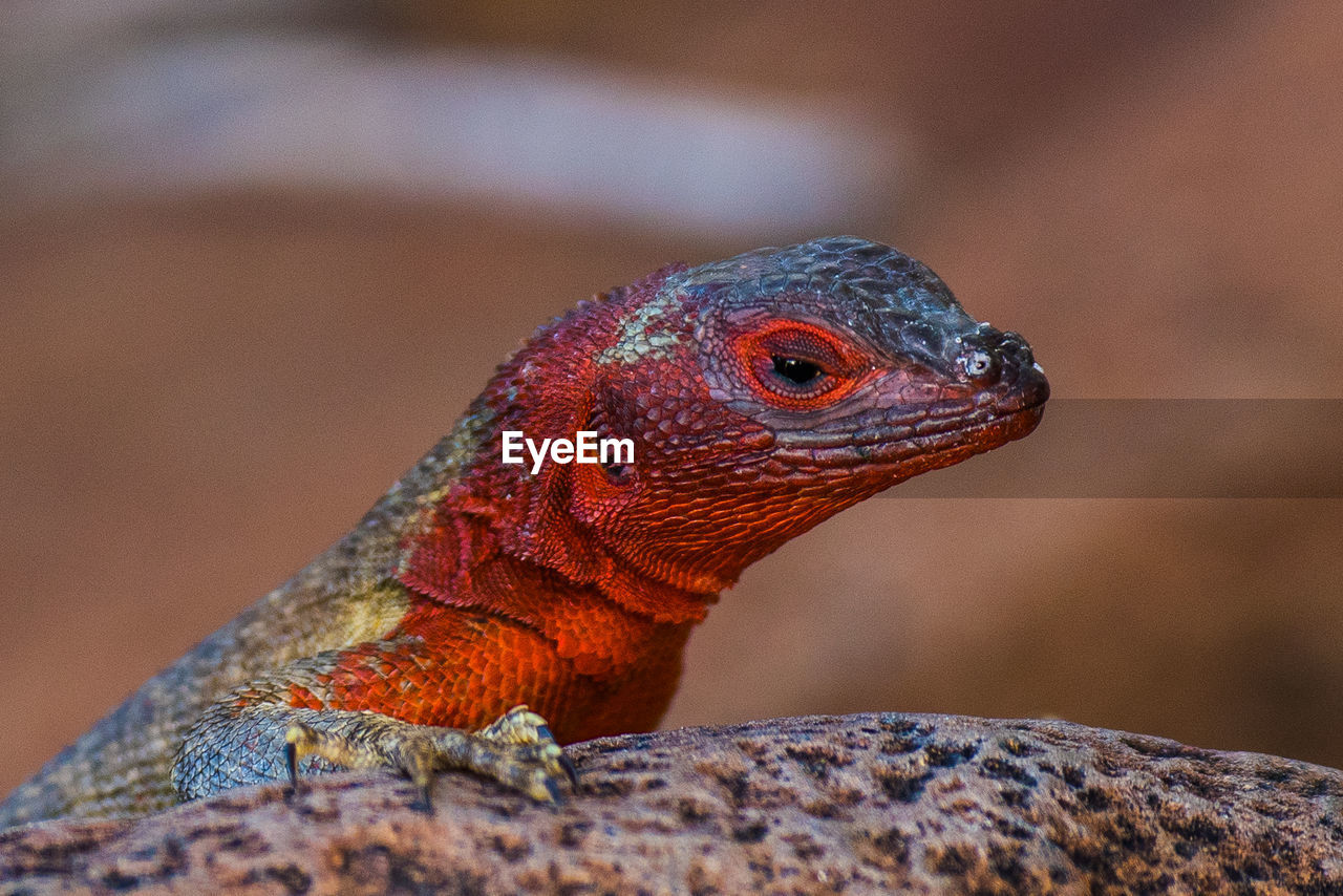 Close-up of the head of a lizard