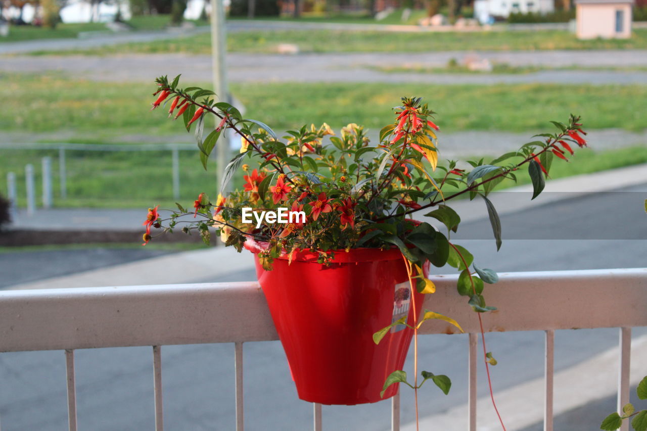 Close-up of red potted plant on railing