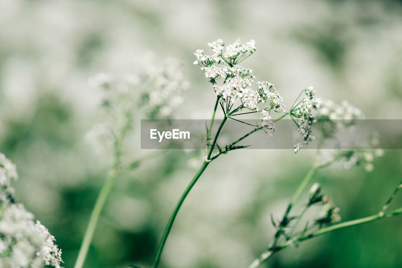 Close-up of white flowering plant