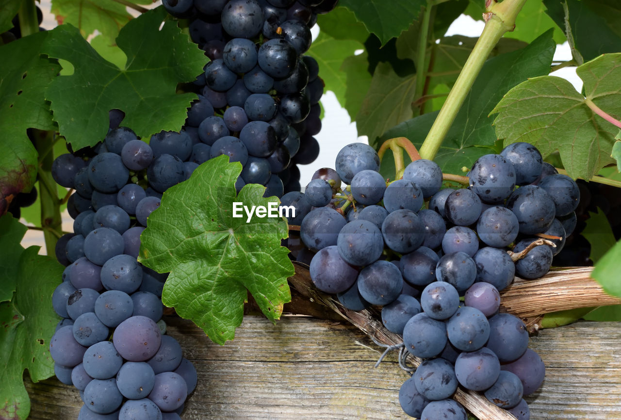 CLOSE-UP OF GRAPES