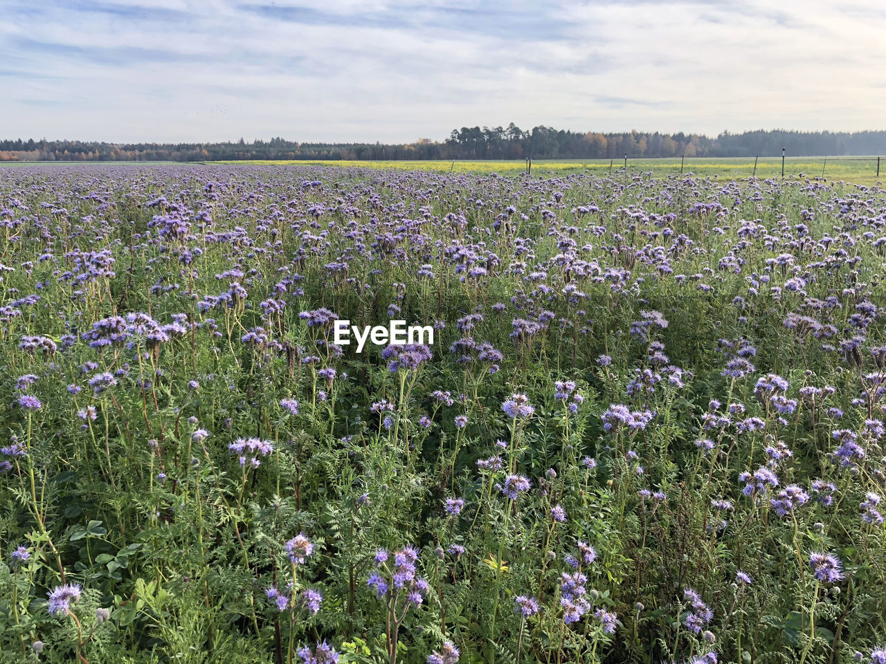 plant, flower, flowering plant, growth, field, land, beauty in nature, landscape, sky, tranquil scene, tranquility, environment, freshness, fragility, scenics - nature, vulnerability, no people, nature, cloud - sky, rural scene, purple, outdoors, flower head, flowerbed