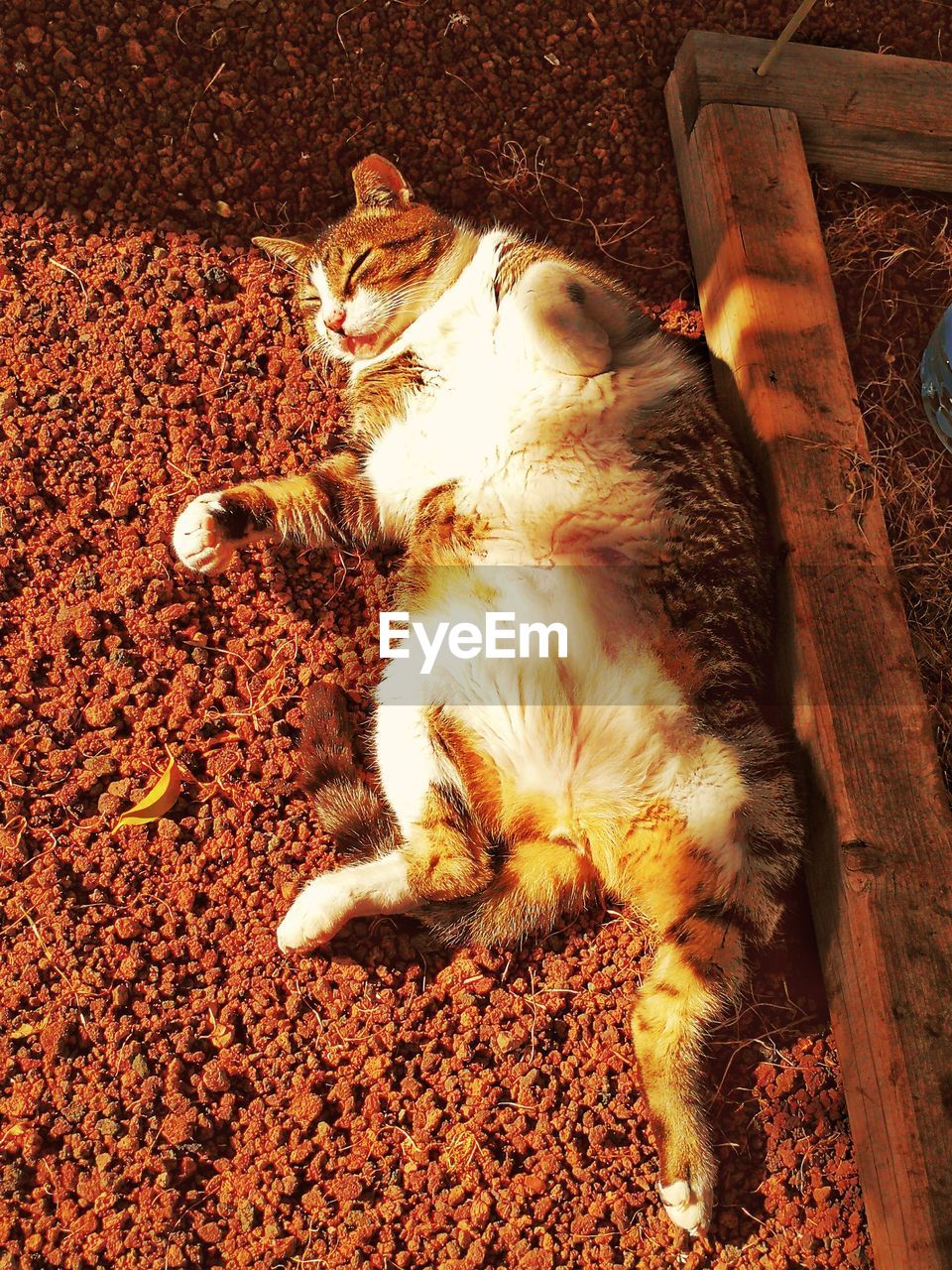 HIGH ANGLE VIEW OF CAT RESTING ON CARPET