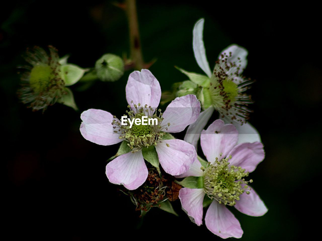 CLOSE-UP OF PURPLE FLOWERING PLANT IN BLOOM