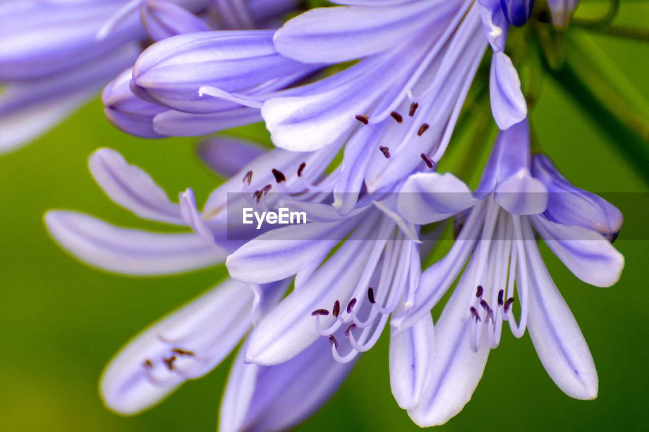 Close-up of purple flowering plant