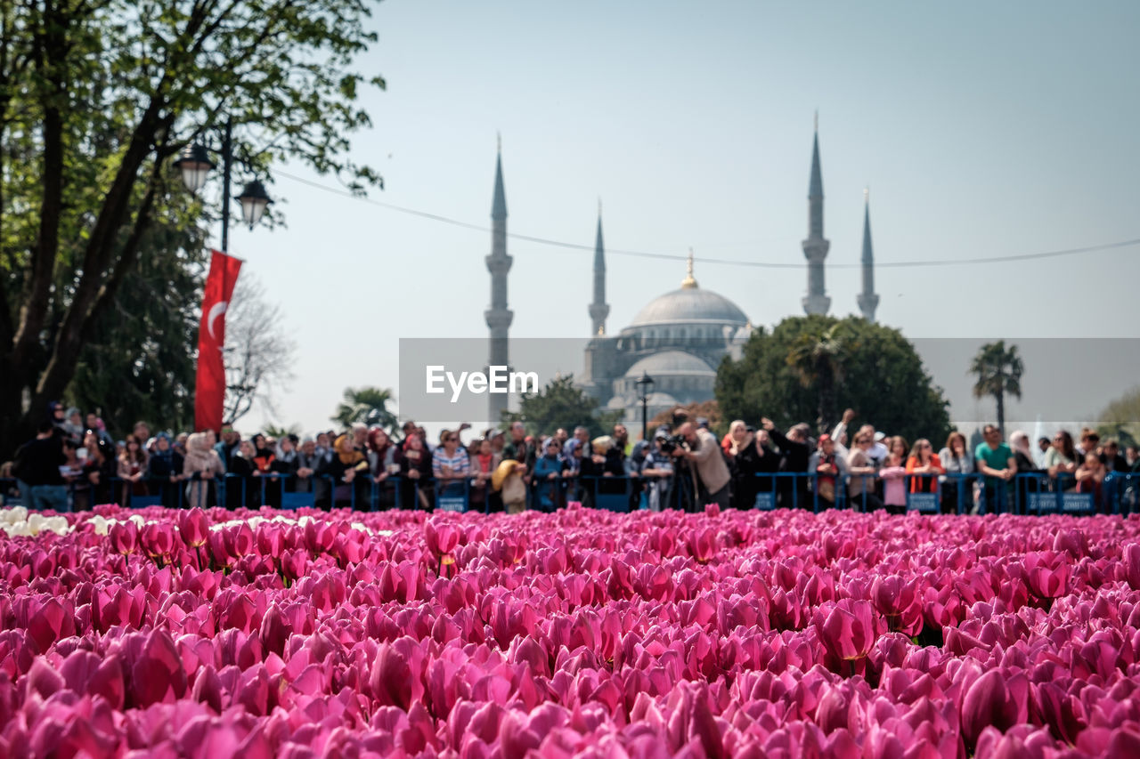 Istanbul tulip festival with crowd of people and blue temple in the background 