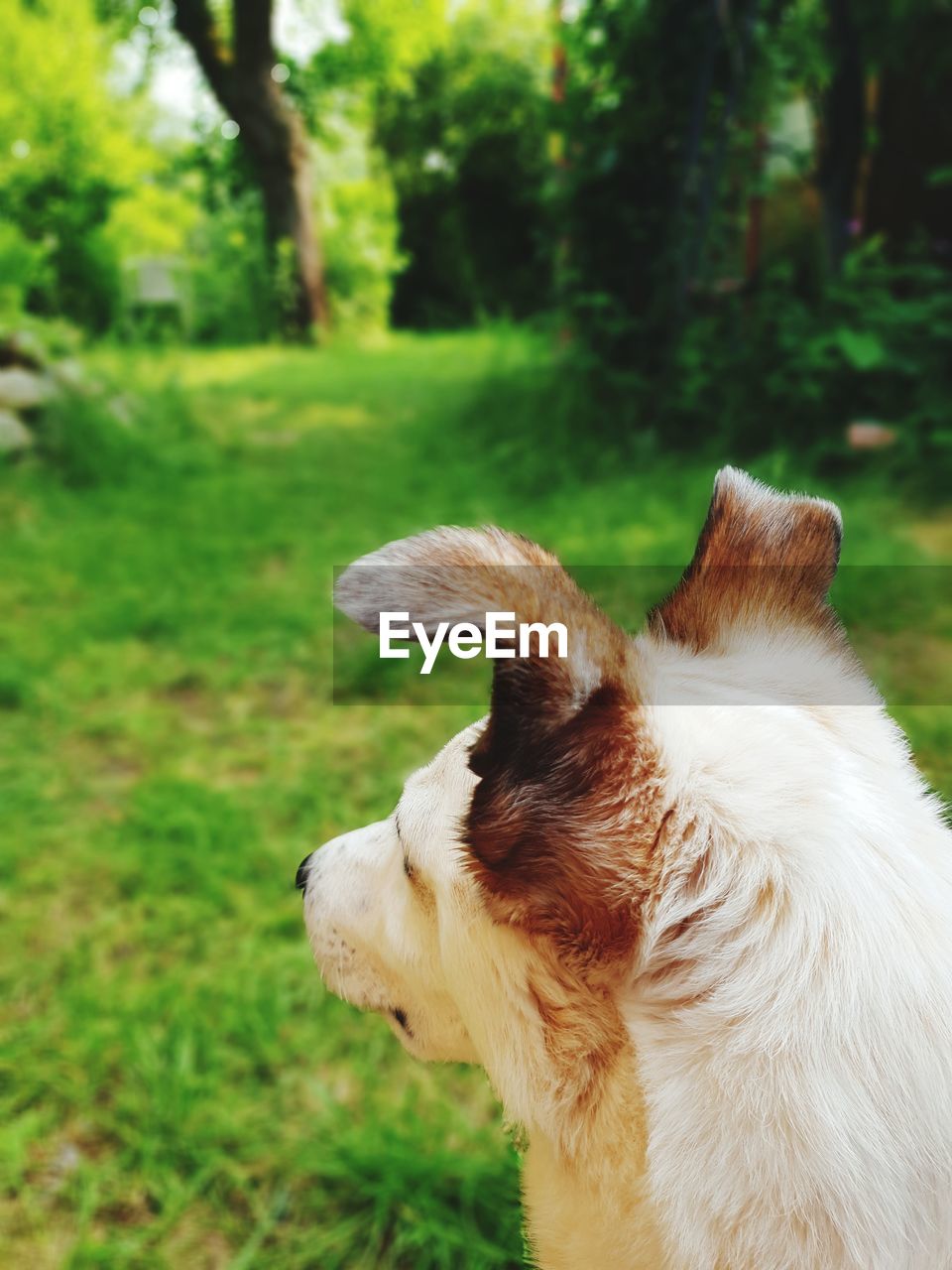 CLOSE-UP OF A DOG LOOKING AWAY