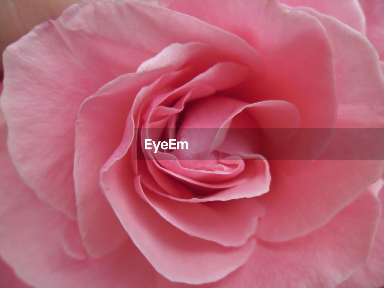 Close-up of pink rose