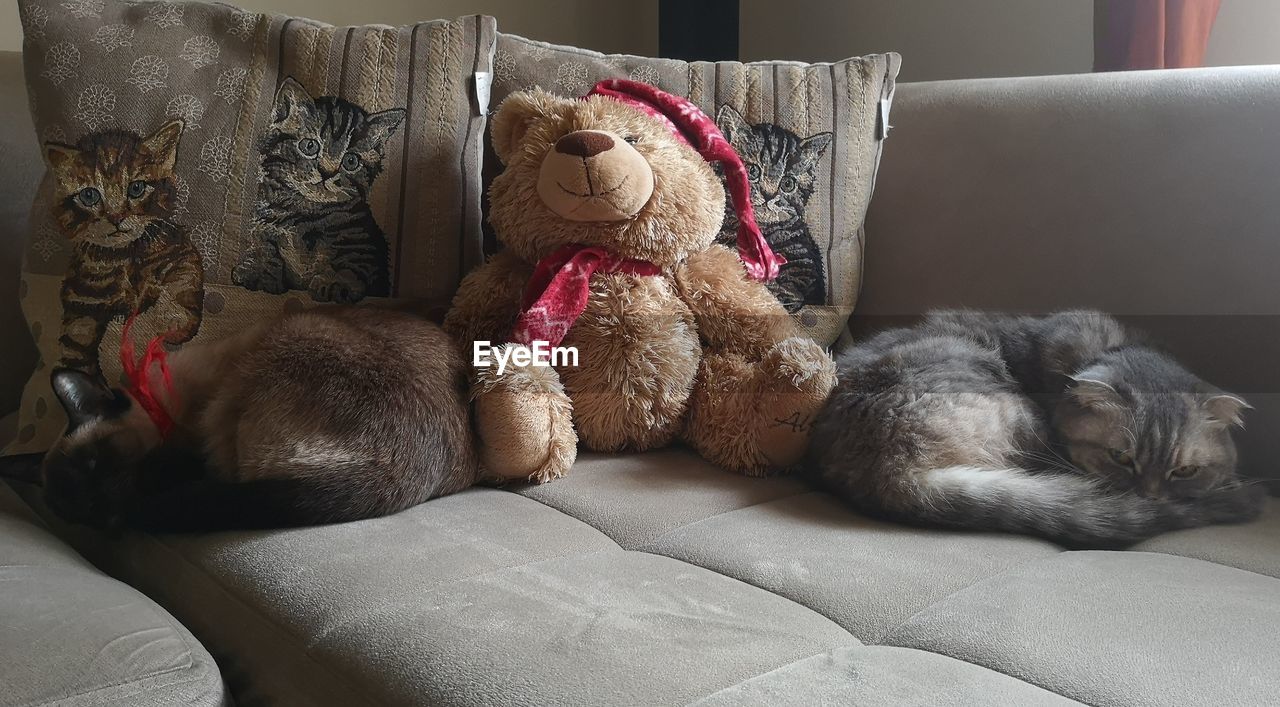 TEDDY BEAR ON BED AT HOME