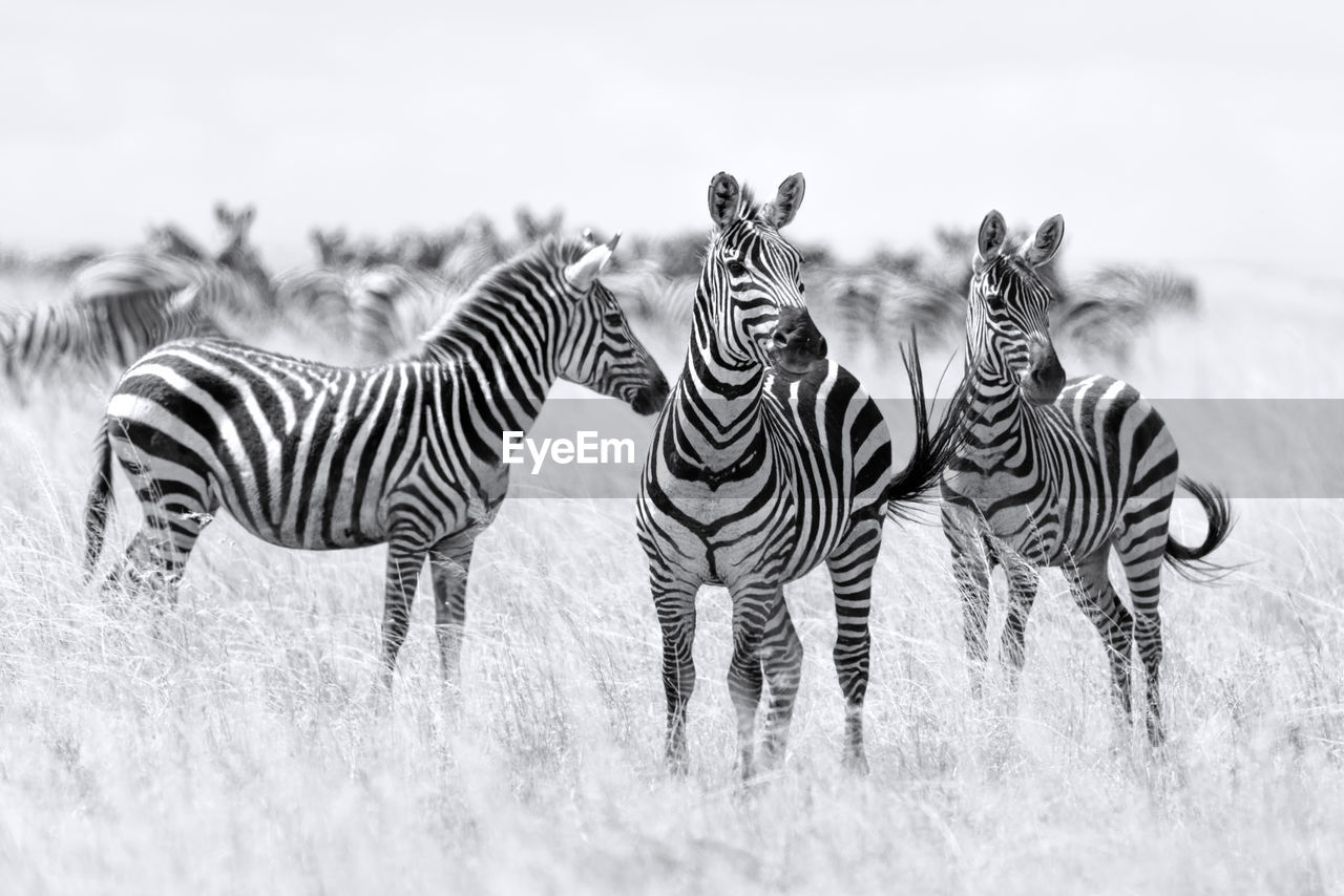 Zebras standing on grassy field