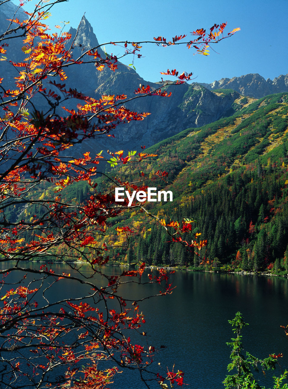 Trees by lake against sky during autumn