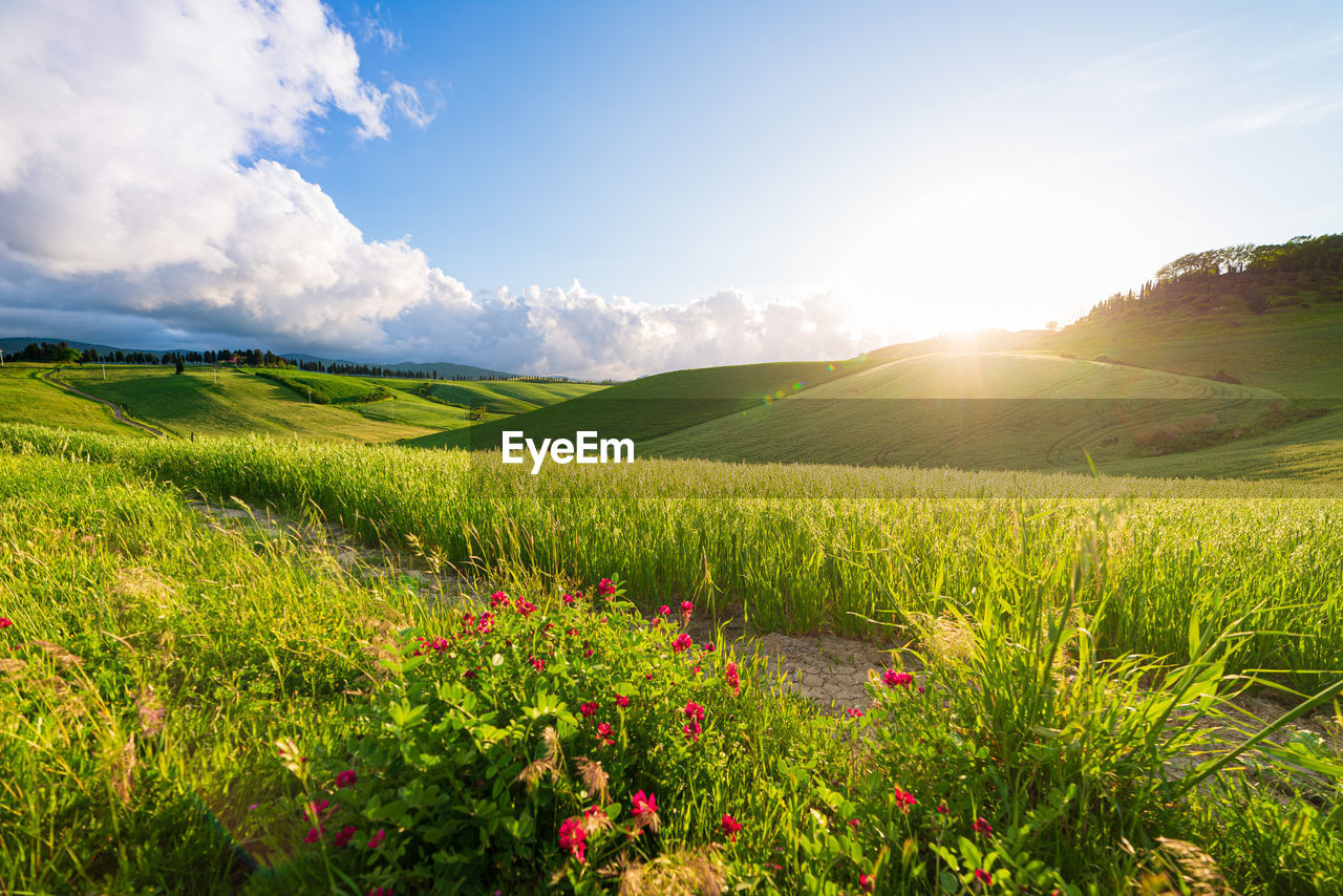 scenic view of grassy field against sky