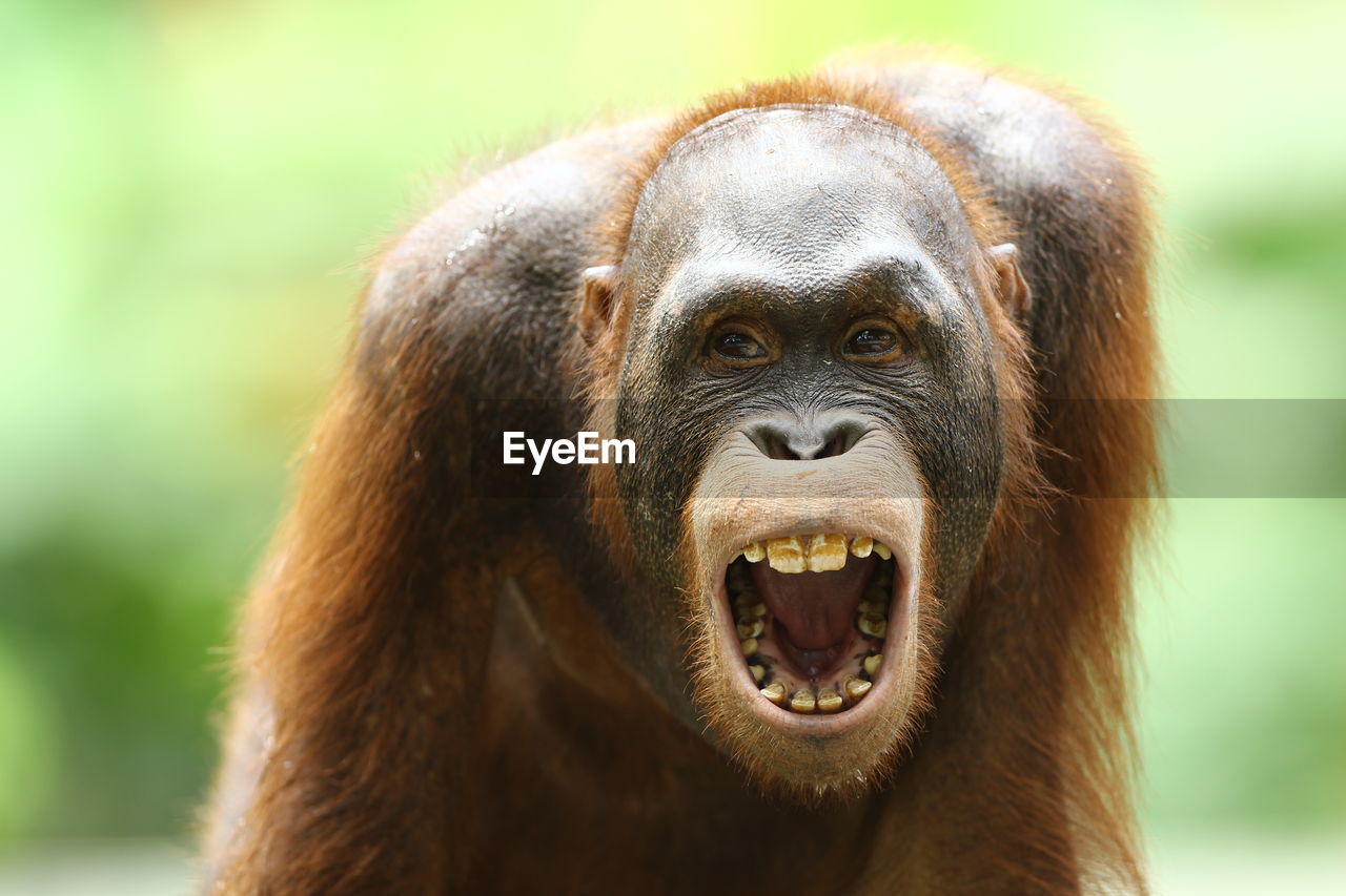 Close-up portrait of orangutan with open mouth