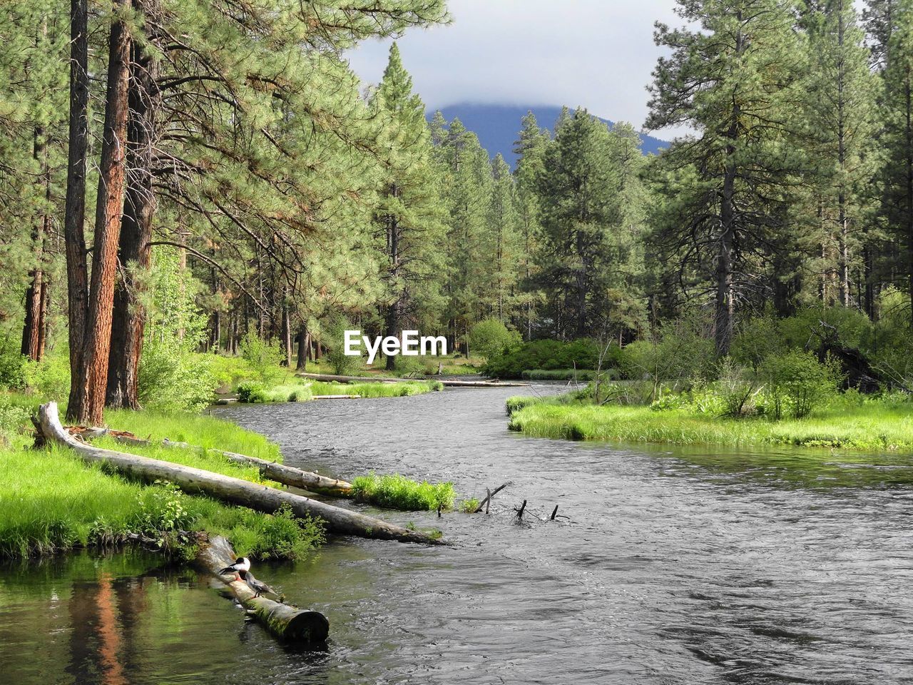 Scenic view of river flowing in forest