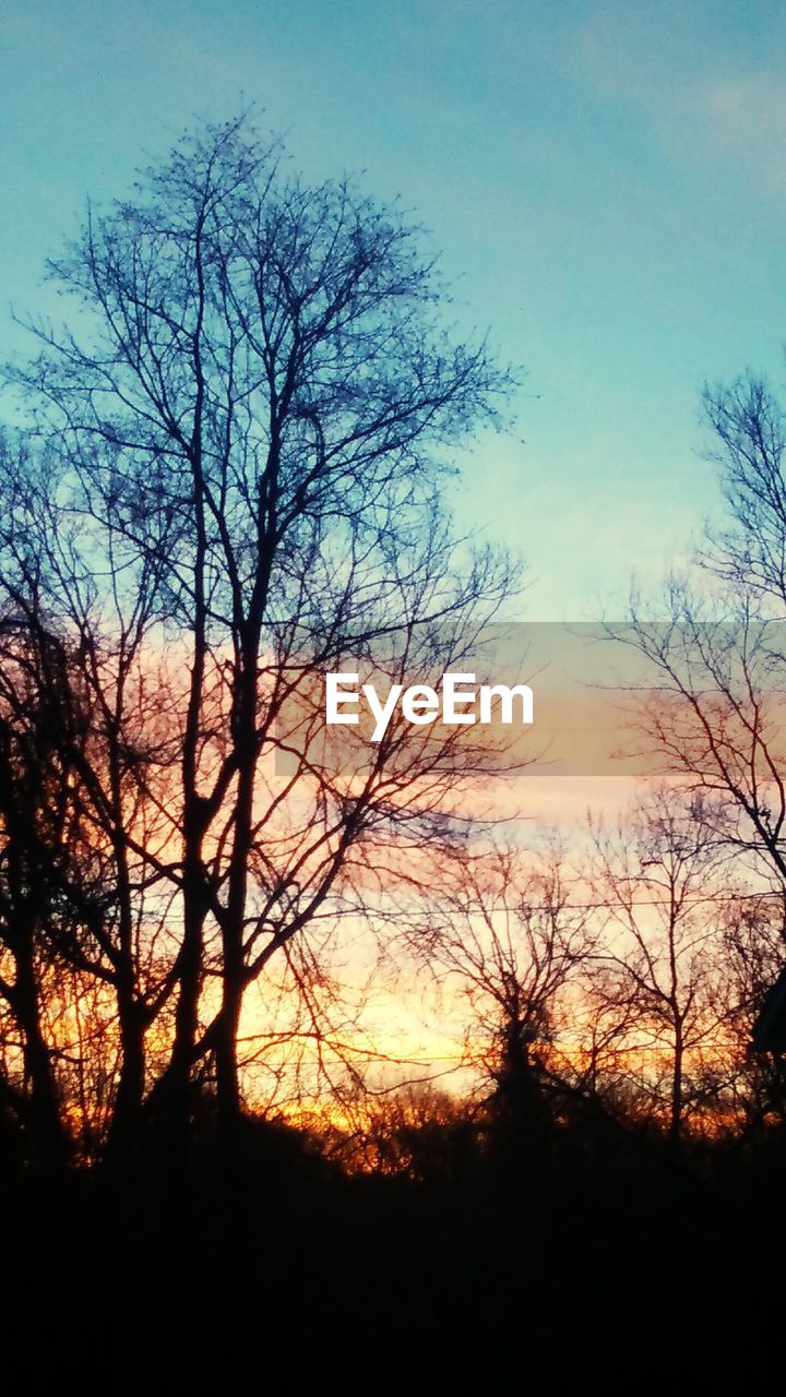 SILHOUETTE OF BARE TREES AGAINST SKY