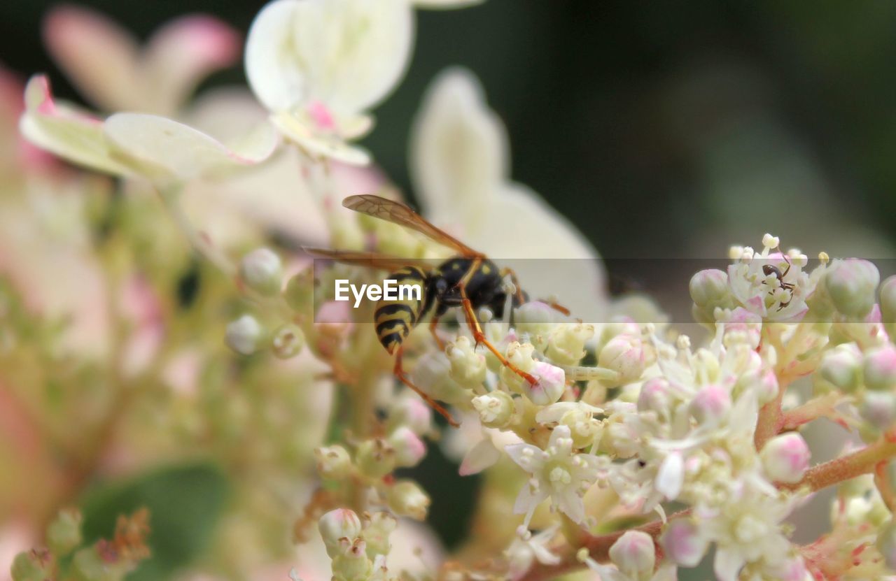 CLOSE-UP OF BEE POLLINATING ON FLOWERS