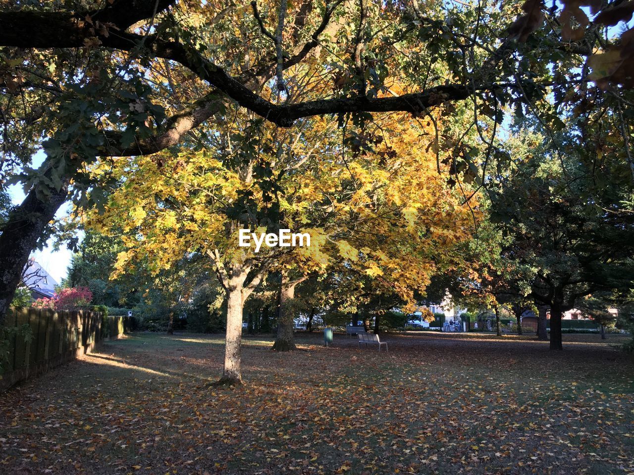 TREES IN AUTUMN