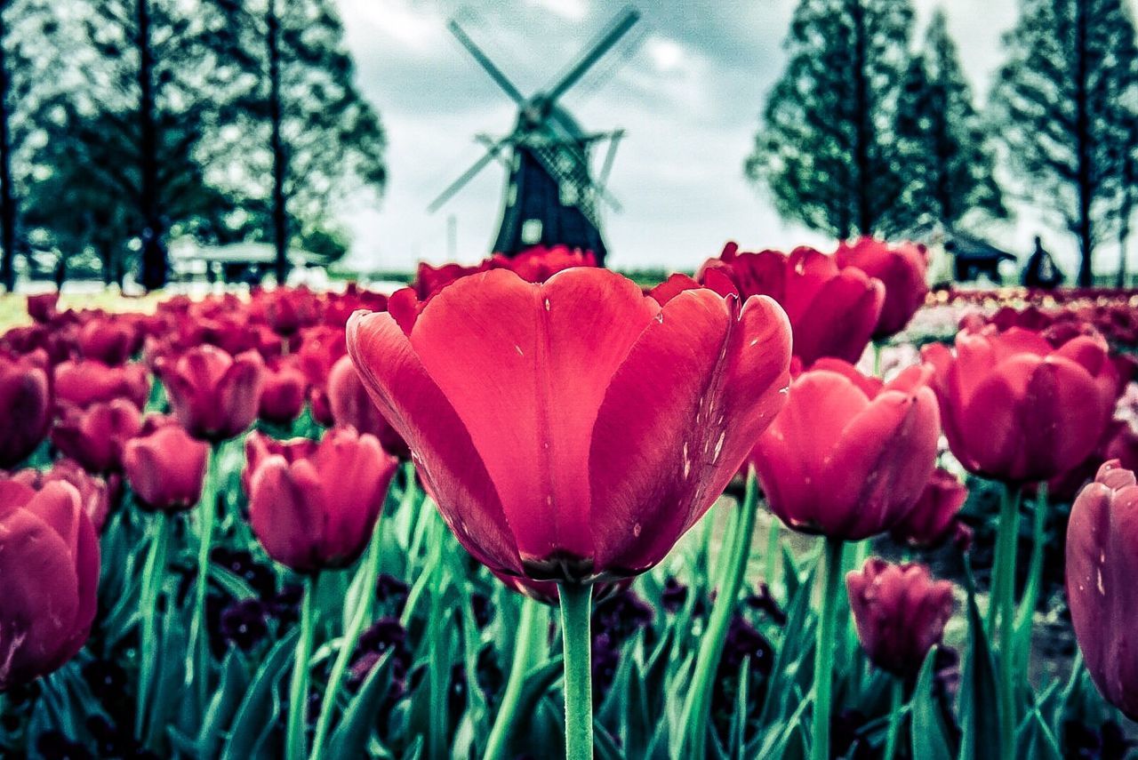 Close-up of red tulips blooming against sky