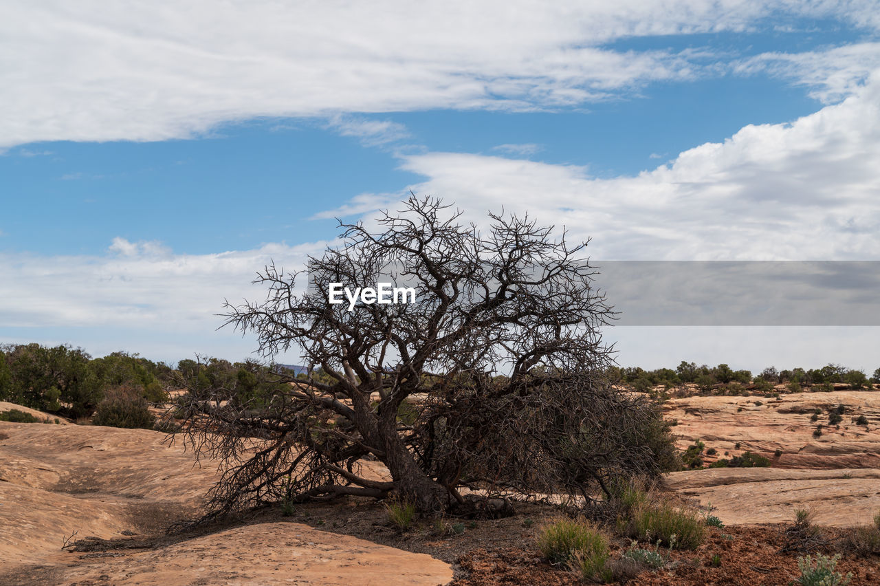 Dead tree at natural bridges monument in utah. nice patterns from dirt and rocks.