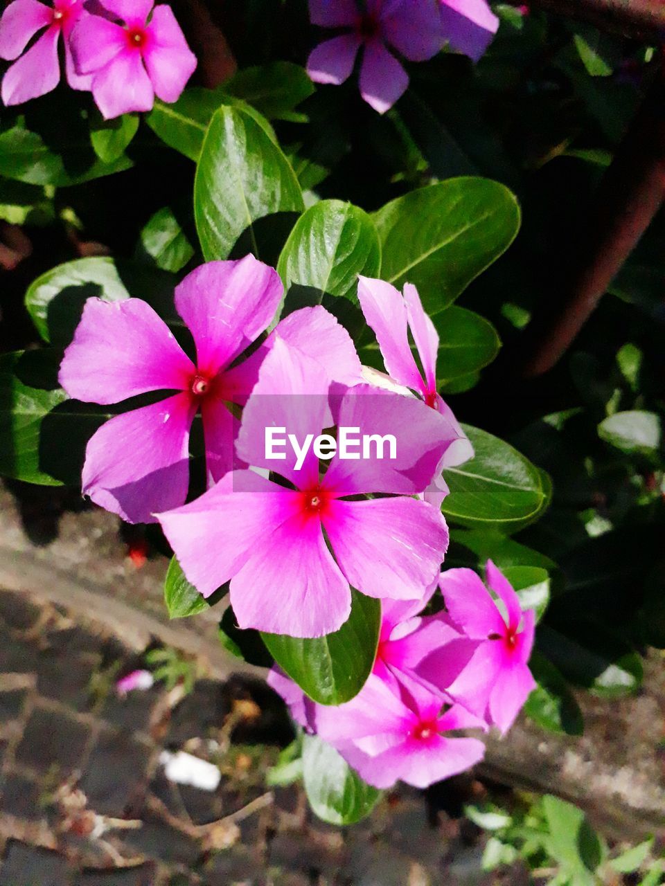 CLOSE-UP OF FLOWERS BLOOMING OUTDOORS