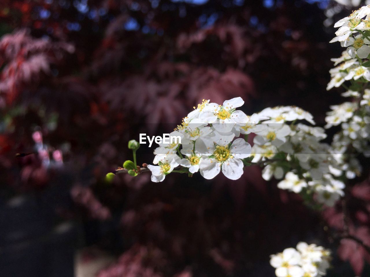 Close-up of white cherry blossoms in spring