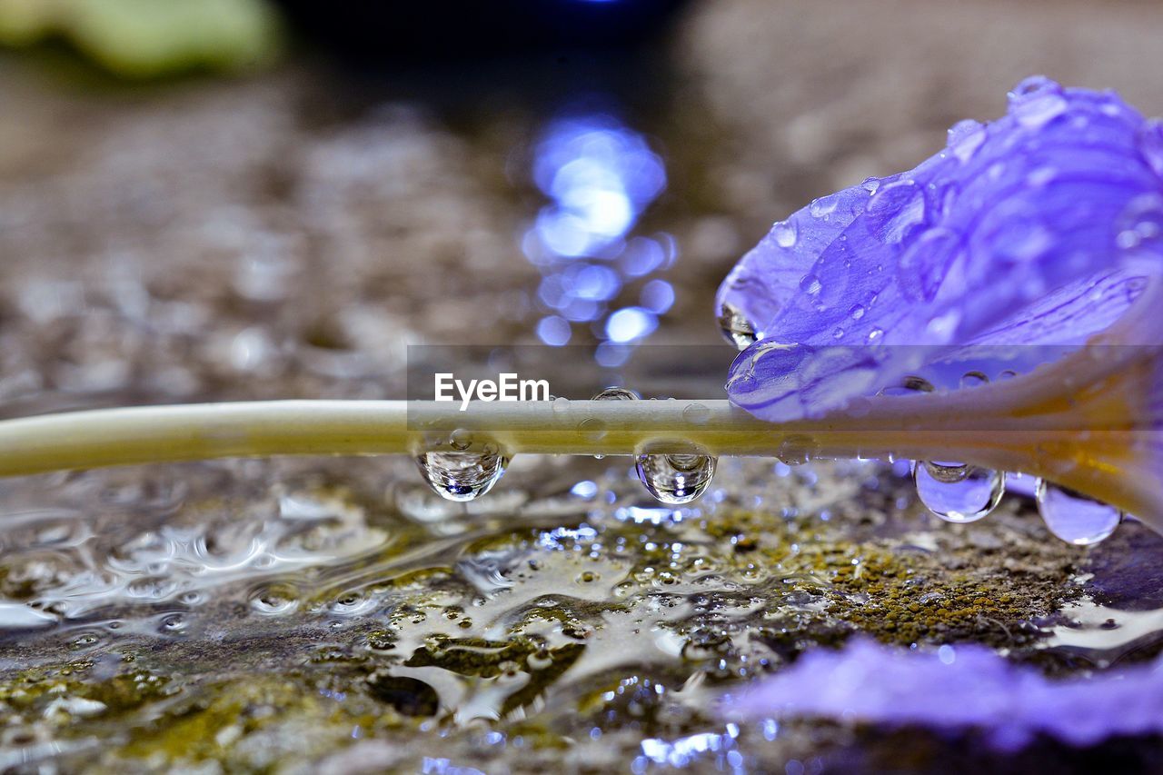 Close-up of water drops on purple flowering plant