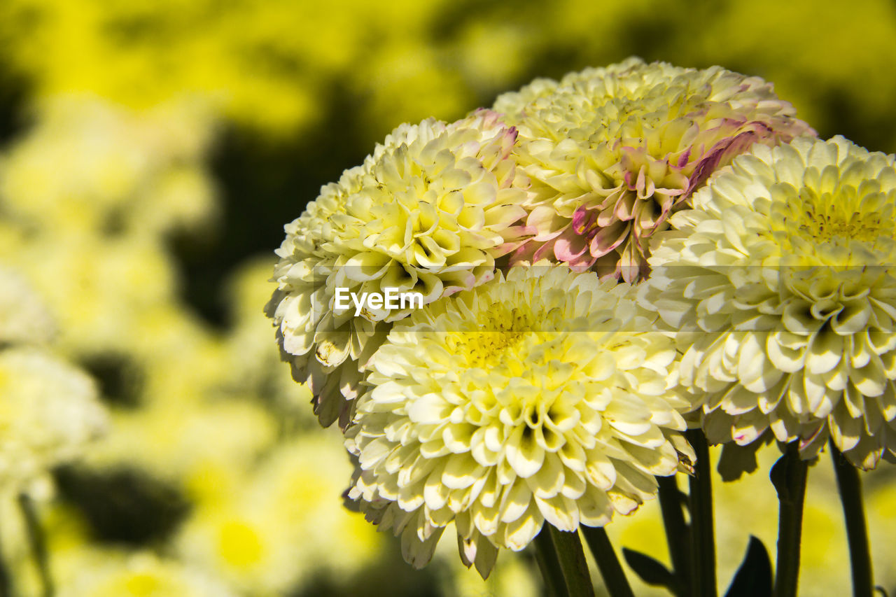 flower, flowering plant, plant, beauty in nature, freshness, yellow, close-up, flower head, fragility, nature, petal, growth, inflorescence, no people, macro photography, focus on foreground, animal wildlife, springtime, outdoors, day, chrysanths, wildflower, animal, animal themes, blossom, botany