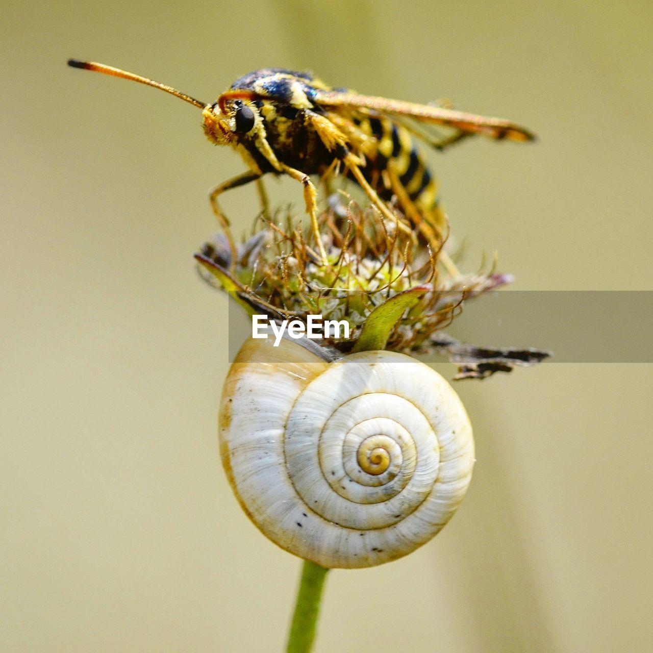 CLOSE-UP OF SNAIL OUTDOORS