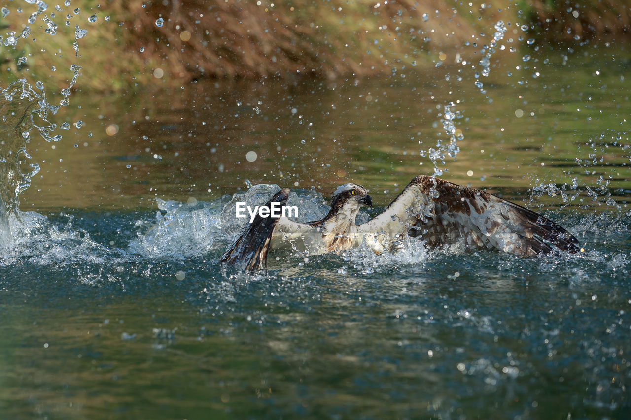 Bird flapping wings in lake