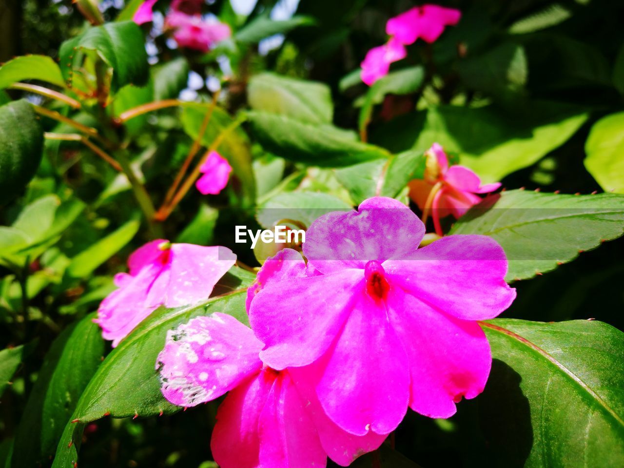 CLOSE-UP OF PINK FLOWERS BLOOMING IN PARK