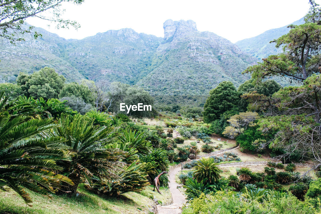 PLANTS AND TREES ON MOUNTAIN AGAINST SKY